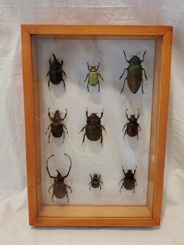 Framed between glass taxidermy - glass,